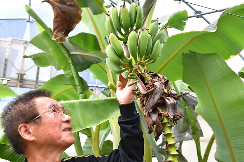 南箕輪「耐寒」バナナ産地に ブランド化を夢に生産態勢強化｜信濃毎日