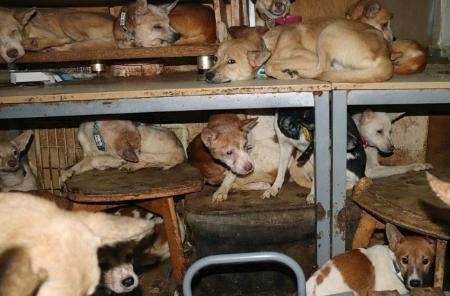 ８畳２間に犬１６０匹 島根 多頭飼育崩壊 か 信毎web 信濃毎日新聞