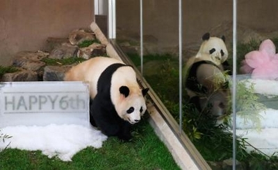 和歌山の双子パンダが６歳に 誕生日に氷プレゼント 信濃毎日新聞デジタル 信州 長野県のニュースサイト