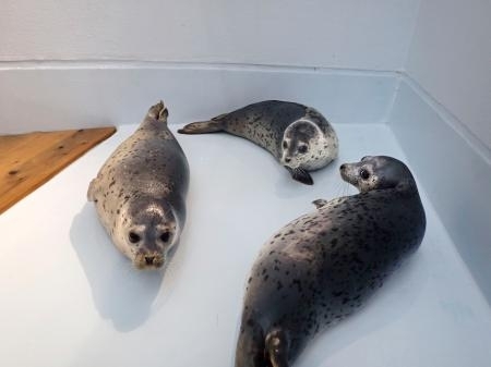 アザラシの赤ちゃん３頭を公開 山形 鶴岡の水族館 名前募集 信濃毎日新聞デジタル