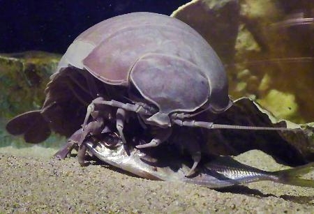 ダイオウグソクムシ2年ぶり排便 鳥羽水族館が確認｜信濃毎日新聞