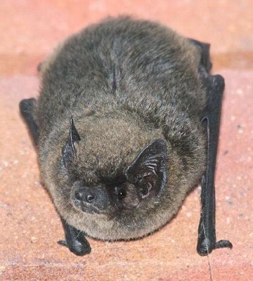 謎のコウモリの繁殖確認、日本初 札幌の動物写真家が発見｜信濃