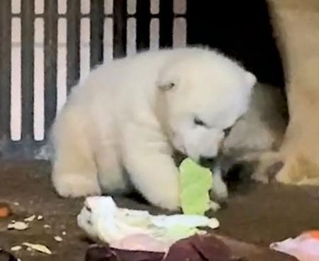 クマの赤ちゃん３月に一般公開 ホッキョクグマ 大阪で 信毎web 信濃毎日新聞