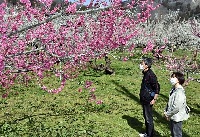 ろうかく梅園 紅白咲き競う 長野 信州新町 信濃毎日新聞デジタル 信州 長野県のニュースサイト