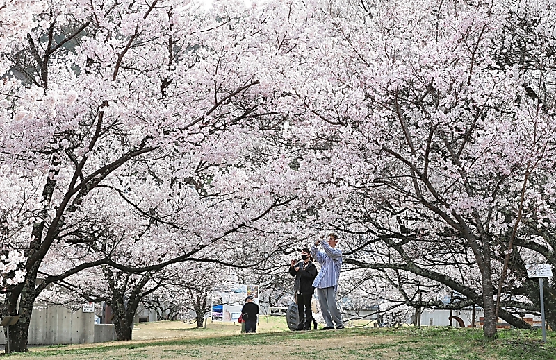 高遠の桜 やっぱりいいね|信濃毎日新聞デジタル 信州・長野県のニュースサイト