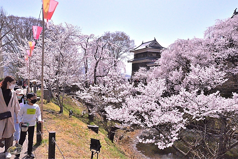 千本桜まつり ２年ぶり 桜満開の上田城跡公園 信毎web 信濃毎日新聞