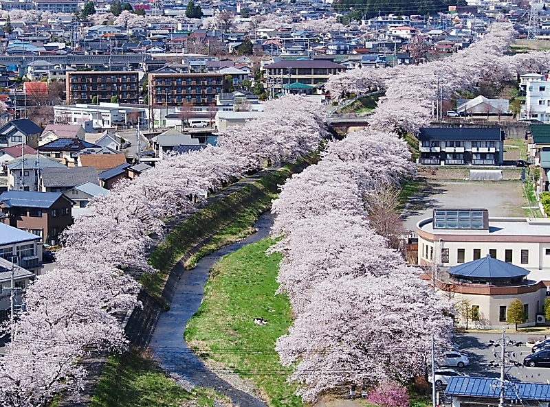 桜の帯 岡谷 横河川堤防で見頃 信毎web 信濃毎日新聞