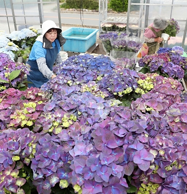丹精の花 気持ち明るく 飯田 信濃毎日新聞デジタル 信州 長野県のニュースサイト