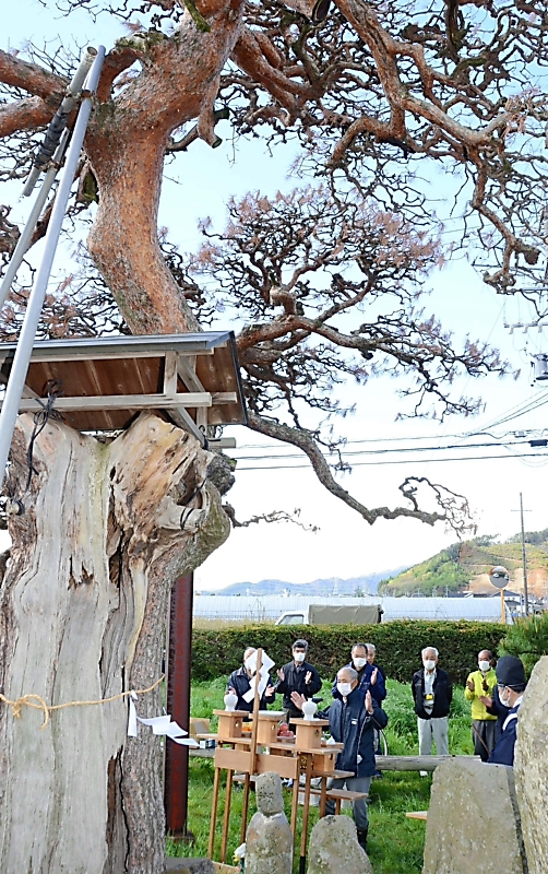 樹齢400年 アカマツに別れ｜信濃毎日新聞デジタル 信州・長野県の