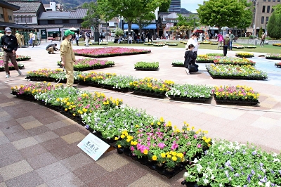 信州の自然 で彩り 善光寺花回廊２年ぶり ５日まで 信濃毎日新聞デジタル