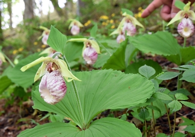 斜面にかれんにクマガイソウ 茅野の八ケ岳山野草園｜信濃毎日新聞