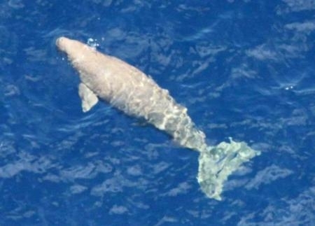 沖縄のジュゴン絶滅」論文投稿 防衛省有識者会議の委員ら｜信濃毎日