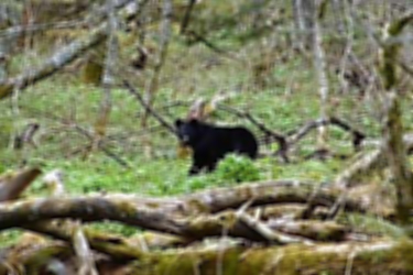 上高地の熊目撃 過去最多年の３倍に 信毎web 信濃毎日新聞