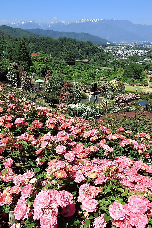 バラと残雪 共演鮮やか 伊那市 信毎web 信濃毎日新聞