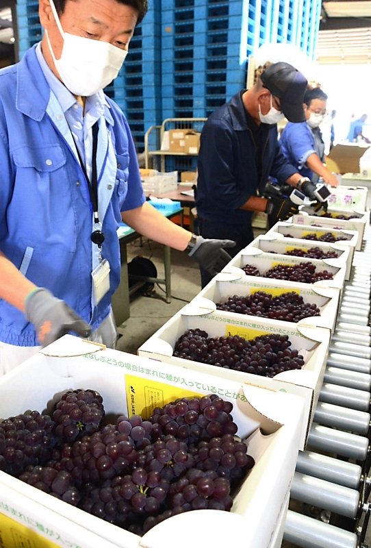 デラウェア 松本で出荷始まる 糖度25度も 10年以上検査し初 信毎web 信濃毎日新聞