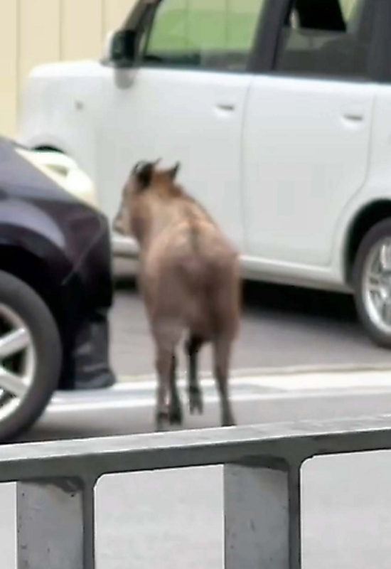 市街地になぜカモシカが 岡谷市民病院の駐車場を歩く姿 信濃毎日新聞デジタル 信州 長野県のニュースサイト