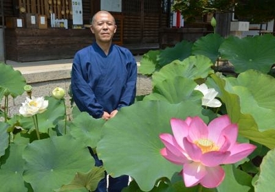 ハスの花が見頃 ７月中旬まで 大阪 河内長野の盛松寺 信濃毎日新聞デジタル 信州 長野県のニュースサイト