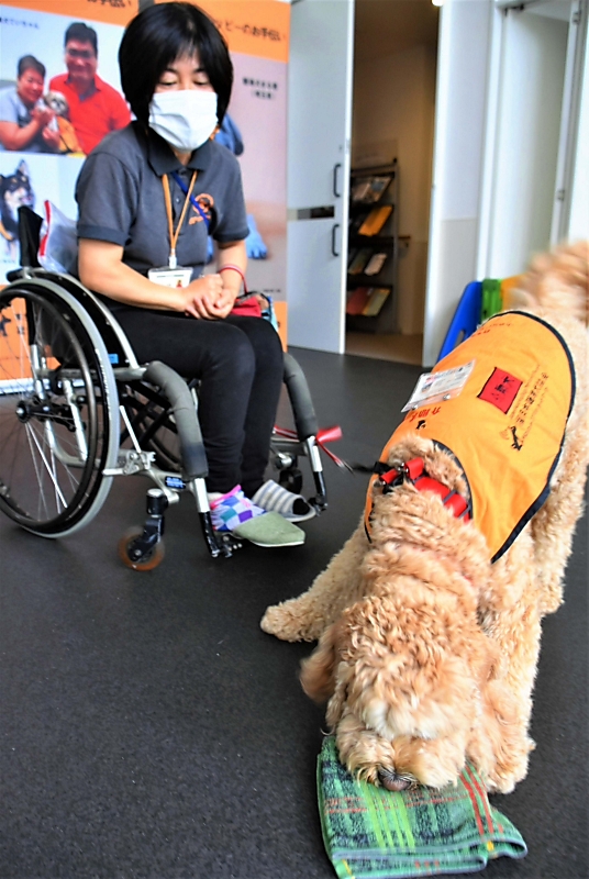 コロナで聴導犬育成もピンチ 宮田の日本聴導犬協会 ｃｆで支援募る 信濃毎日新聞デジタル 信州 長野県のニュースサイト