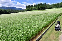 青空の下で白い花が一面に咲く、長野市戸隠豊岡のソバ畑