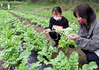 上野大根の成長を確認する宮坂さん（右）と代田さん