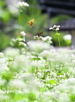 白い花の周りをチョウなどが舞うソバ畑