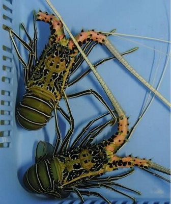 和歌山で熱帯のゴシキエビ展示 エビカニ水族館、地元漁師が捕獲｜信濃