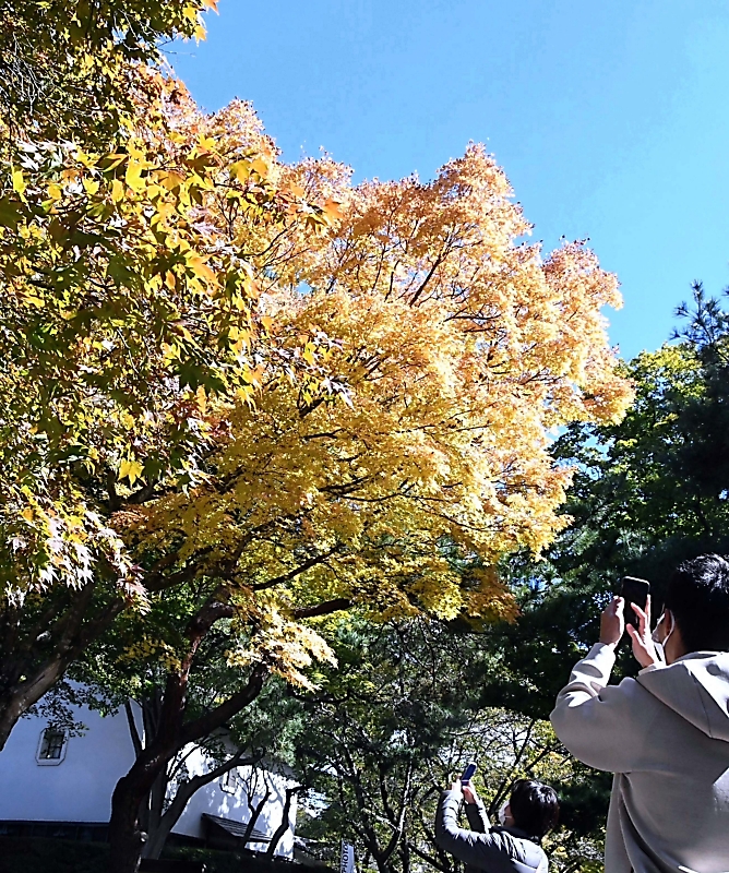 小諸城址懐古園 紅葉まつり 始まる 信毎web 信濃毎日新聞