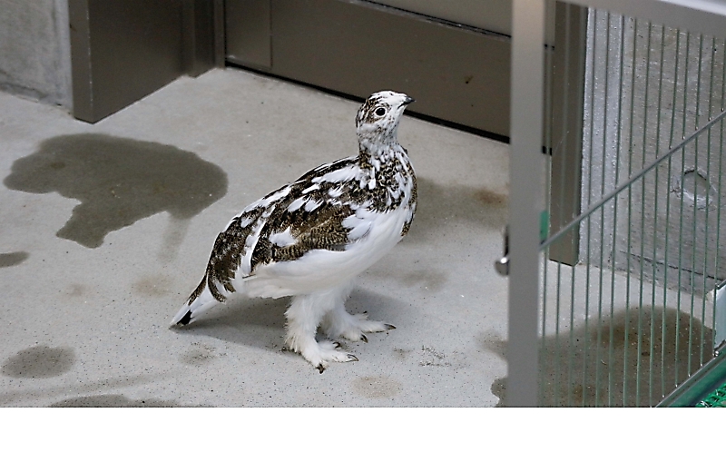 ライチョウ 生活と飼育への挑戦 | 大町山岳博物館 |本 | 通販