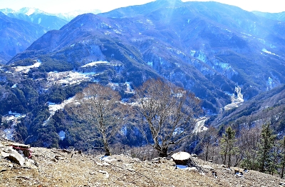 土の声を 国策民営 リニアの現場から ２本だけになったブナ 第２部 沈黙の谷 信濃毎日新聞デジタル