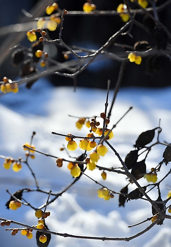 輝くロウバイ 春はもうそこまで 千曲のあんずの里 信濃毎日新聞デジタル