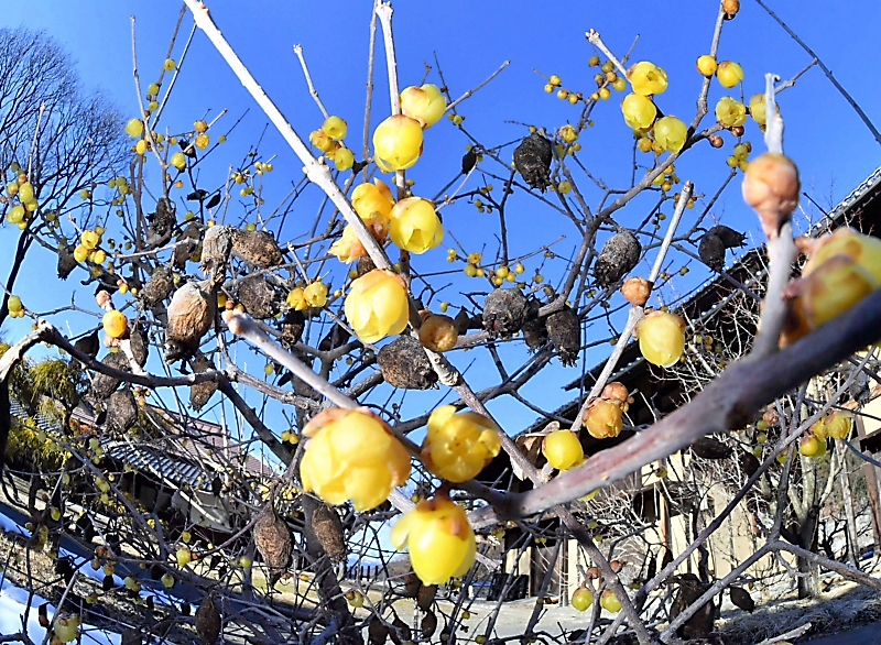 輝くロウバイ 春はもうそこまで 千曲のあんずの里 信濃毎日新聞デジタル