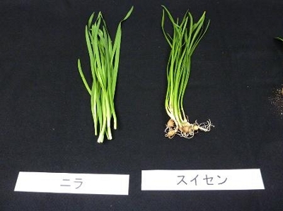 給食のニラ、実はスイセン 子育て支援施設で食中毒、京都｜信濃毎日