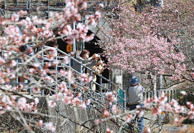花咲かじいさん の思い満開 天龍村 伊那小沢駅周辺 咲き競う桜 信濃毎日新聞デジタル