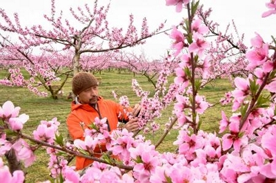 福島でモモ満開 今年こそ豊作に 献上品産地の桑折町 信濃毎日新聞デジタル