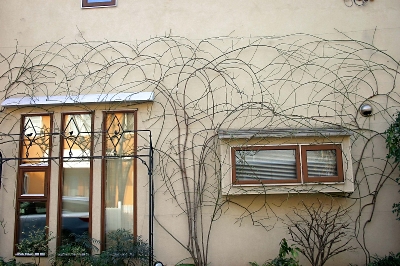 つるバラの誘引と整枝のポイント 伸びた枝を生かす 技術とセンス 姫野由紀 信濃毎日新聞デジタル 信州 長野県のニュースサイト