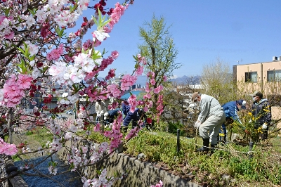 ハナモモ さらに華やかに 上田の住民ら植樹 信濃毎日新聞デジタル