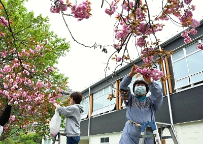 伊那 高遠でヤエザクラの花摘み ４０キロ 春の味 桜志津久 に 信濃毎日新聞デジタル 信州 長野県のニュースサイト