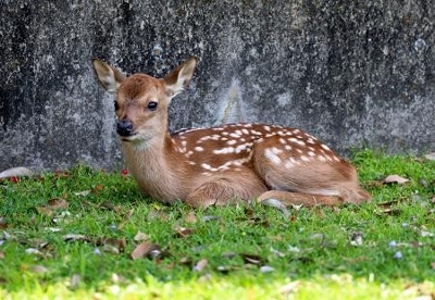 奈良公園で今年初の子ジカ誕生 かわいらしい姿、愛らしい鳴き声｜信濃