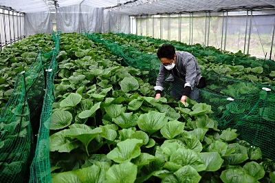 陸ワサビ」安曇野で栽培広がる ブランド化に力｜信濃毎日新聞デジタル