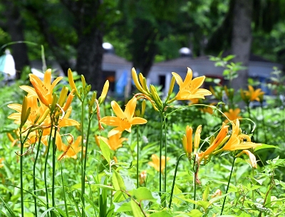 黄色く輝く花 夏を感じて 原村でニッコウキスゲが開花 信濃毎日新聞デジタル 信州 長野県のニュースサイト 黄色く輝く花 夏を感じて 原村でニッコウキスゲが開花 信濃毎日新聞デジタル 信州 長野県のニュースサイト