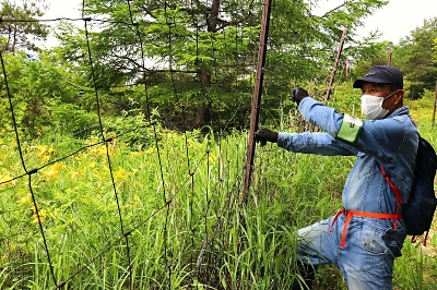 柵に守られたニッコウキスゲ 分布を広げるニホンジカ 北アルプスのお花畑は大丈夫か 山と人と信州と 信濃毎日新聞デジタル 信州 長野県のニュースサイト
