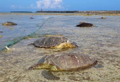 ウミガメ、30匹以上が瀕死状態 沖縄・久米島、首に刺し傷｜信濃毎日