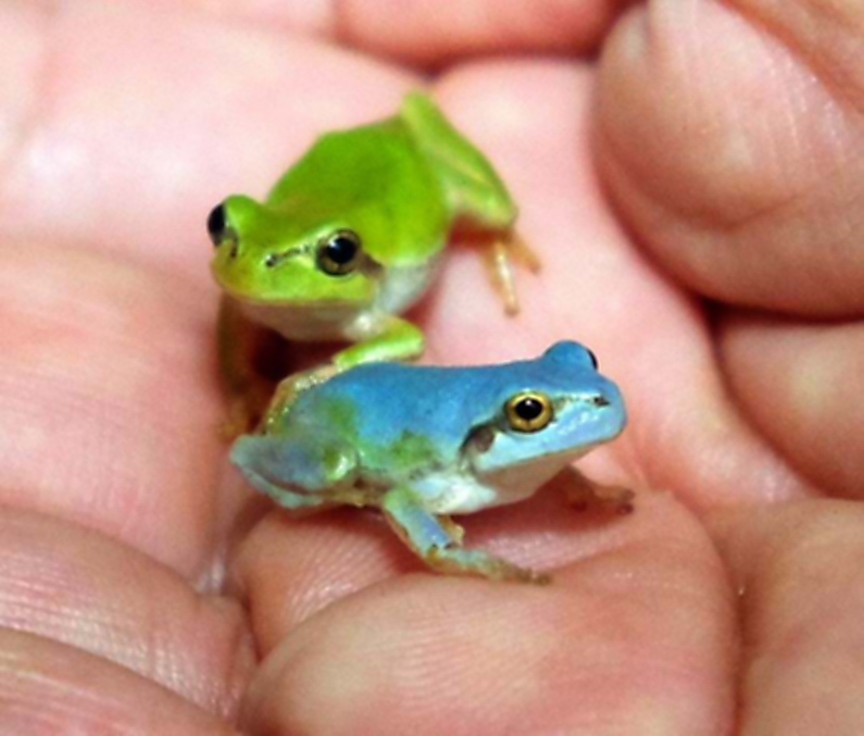 一家で驚き 青色のカエル 長和町で見つかる｜信濃毎日新聞デジタル