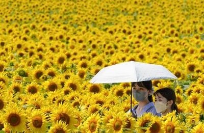 真夏咲く日輪が丘を染め 北海道 国内最大級のヒマワリ畑 信濃毎日新聞デジタル 信州 長野県のニュースサイト