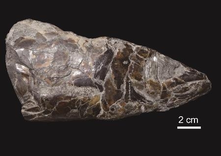 コレクター必見！！！正体不明  肉のような水石 コレクター必見！！！正体不明 肉のような水石