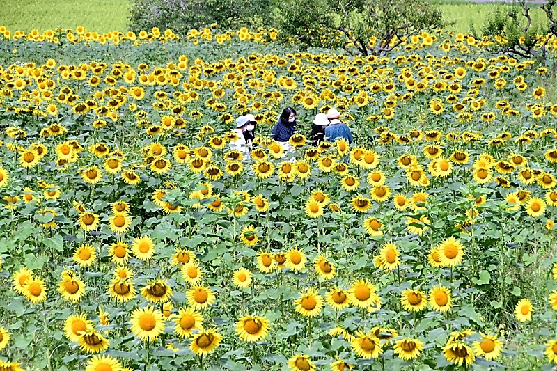 ウクライナ国花のヒマワリ一面 平和を願って咲き誇る 立科町 信濃毎日新聞デジタル 信州 長野県のニュースサイト