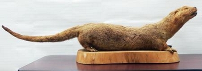 福岡のカワウソ高知の個体と近縁 幕末伝来のひげ解析｜信濃毎日新聞