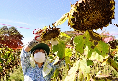 富士見町で大きく育ちました ヒマワリの種収穫 油を瓶詰で販売へ 信濃毎日新聞デジタル 信州 長野県のニュースサイト