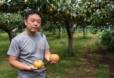 スクランブル 温暖化 カメムシ大量発生 農作物被害 各地で注意報 越冬可能 活動活発に 信濃毎日新聞デジタル 信州 長野県のニュースサイト