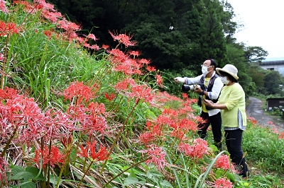 手入れの真心 ヒガンバナ 中野市で見頃迎える 信濃毎日新聞デジタル 信州 長野県のニュースサイト
